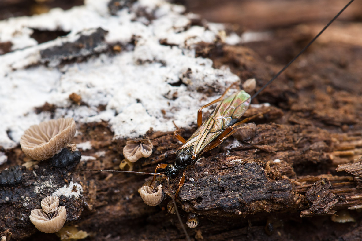 Braconidae:  cfr. Macrocentrus sp.